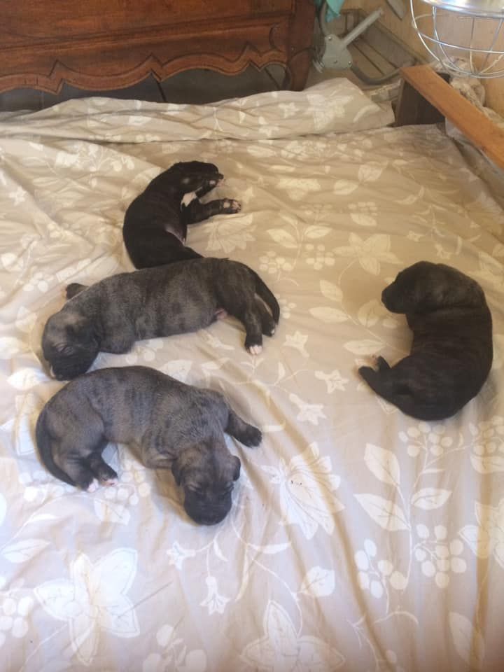 Des Marais De Glace Et De Feu - les chiots sont nés!!!